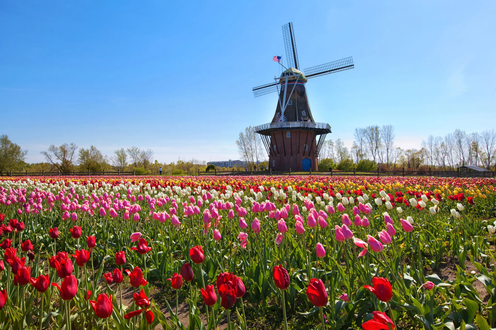 Colorful Tulips Holland Michigan